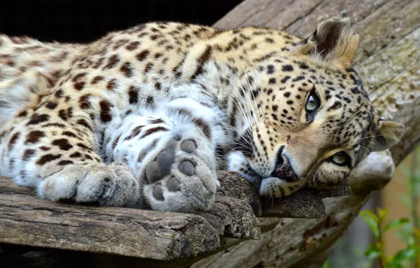 Look, face, cats, pose, background, Board, paws, leopard