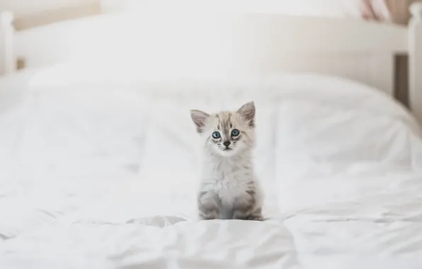 White, look, pose, kitty, background, room, bed, light