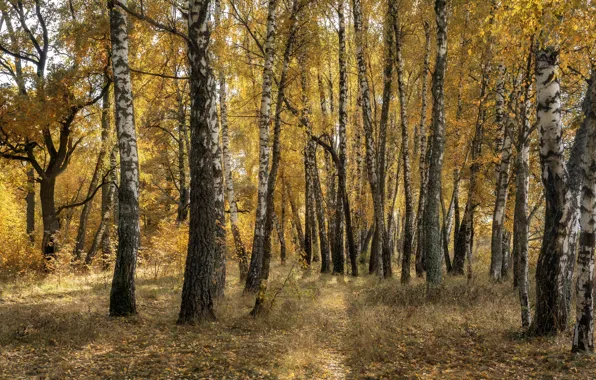 Autumn, forest, light, birch, grove, path, birch grove