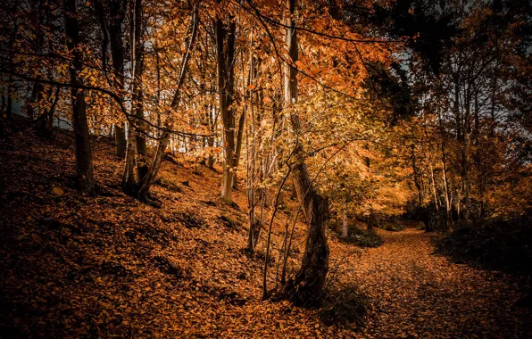Picture autumn, forest, nature