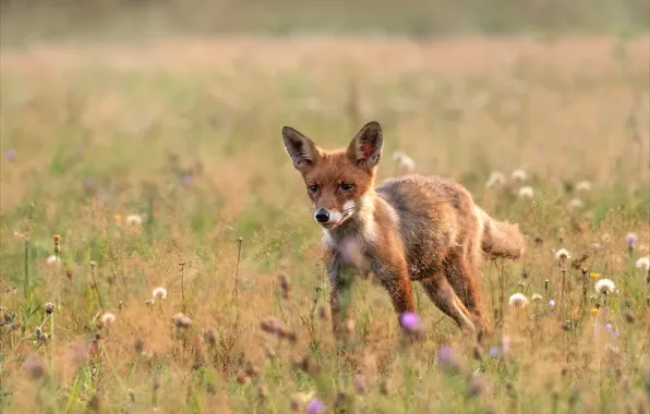 Field, summer, look, glade, meadow, Fox, walk, flowers