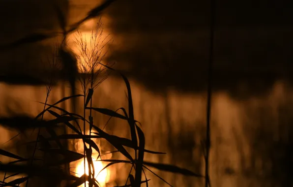 Leaves, the sun, macro, light, stems, plant, shadow, silhouette