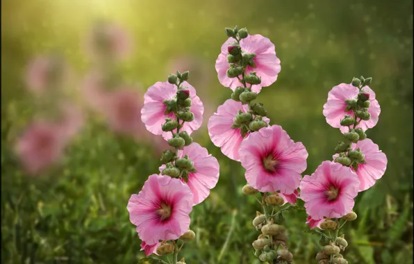 Picture pink, buds, bokeh, mallow