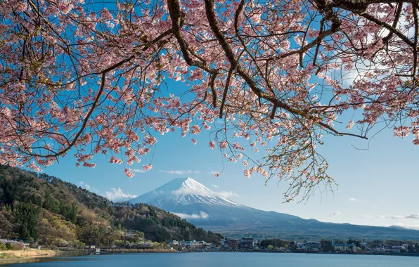 Lake, spring, Japan, Sakura, mount Fuji