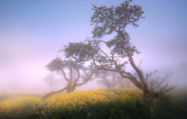 Trees, fog, morning, curves, rape, rapeseed field