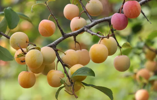 Berries, branch, garden, plum