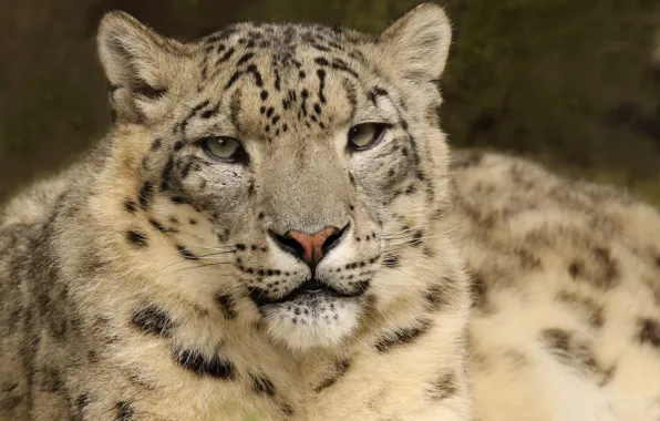Look, animal, snow leopard