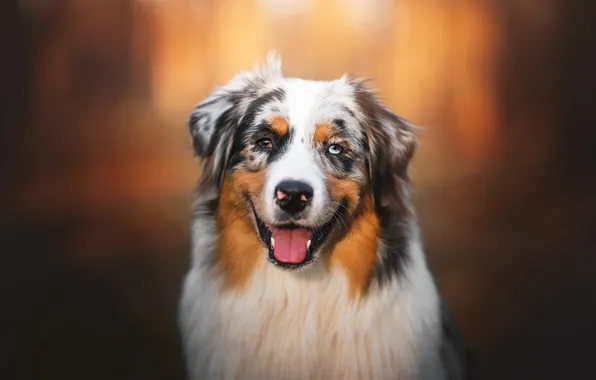 Autumn, language, look, nature, pose, dog, face, Aussie