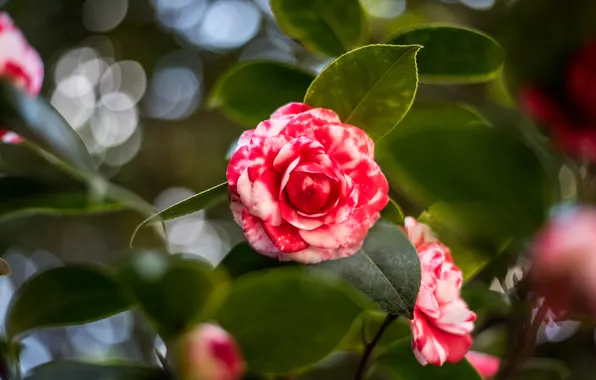 Flower, leaves, branches, pink, flowering, two-tone, bokeh, Camellia