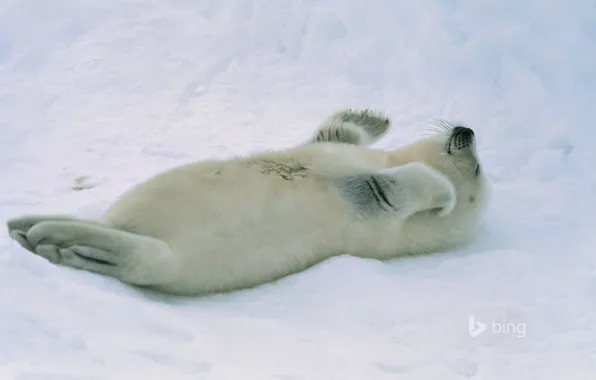 Snow, seal, cub, Arctic