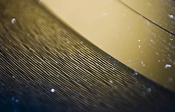 Macro, dust, vinyl, record, grooves