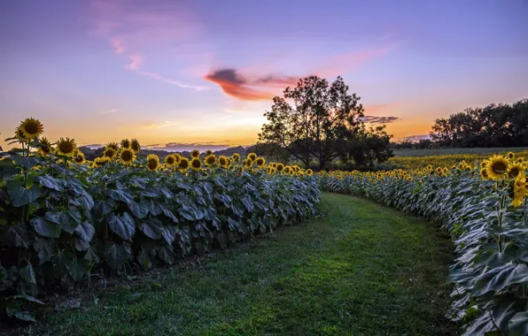 Picture summer, sunflowers, sunset