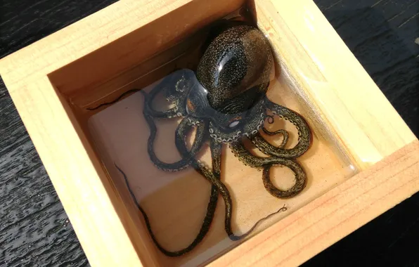 Water, box, art, octopus, tentacles