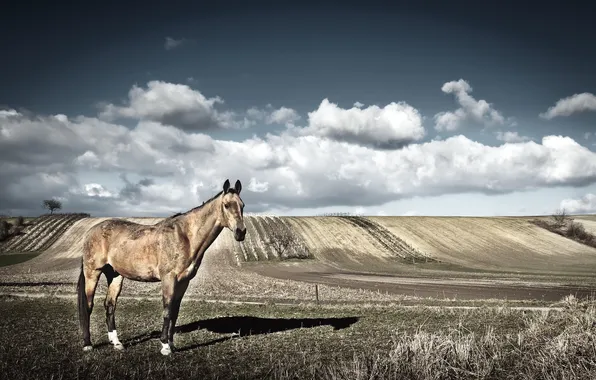 Picture nature, background, horse