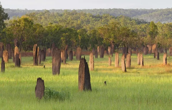 Picture Australia, Northern territory, termite mounds, Litchfield National Park