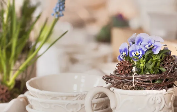 Picture flowers, twigs, viola, pots, bowls