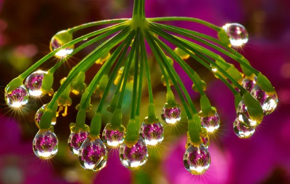 Drops, light, nature, reflection, umbrella, Shine, color, dill