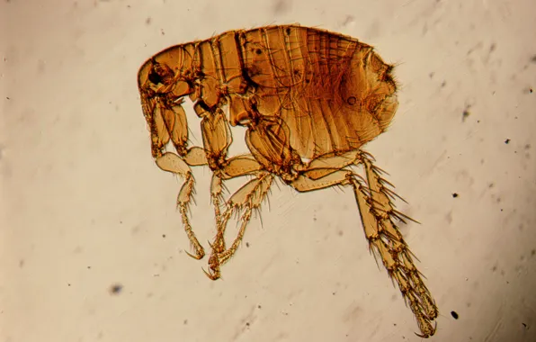 Insects, flea, under the microscope