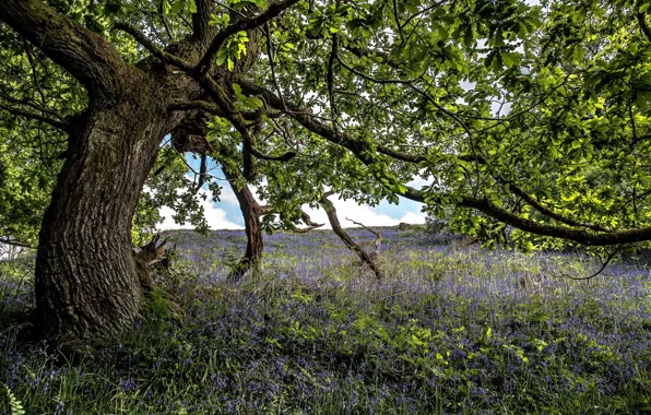 Picture trees, flowers, nature