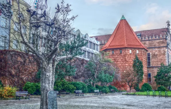 Tree, street, building, poland, gdańsk