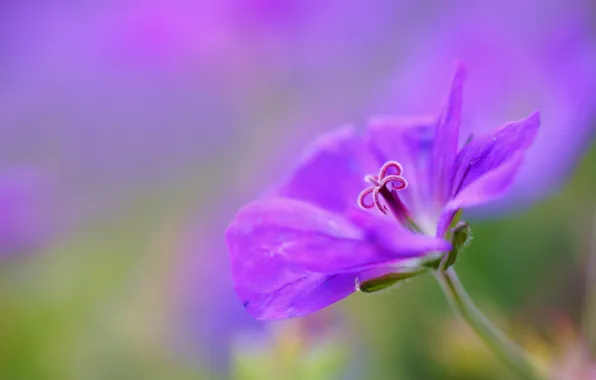 Picture flower, macro, lilac, focus, petals, Geranium, cranesbill