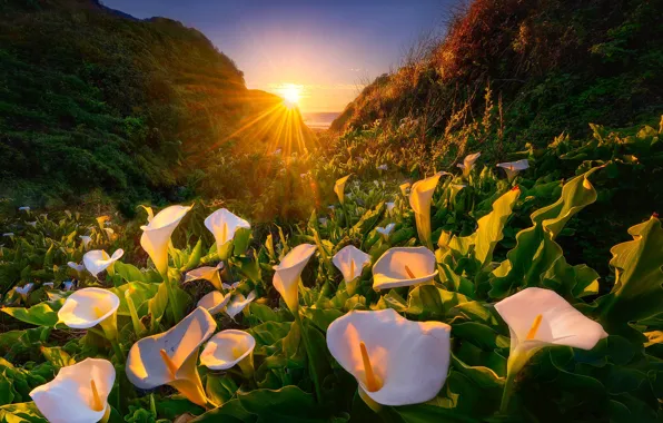 Sea, greens, the sun, rays, light, flowers, mountains, shore