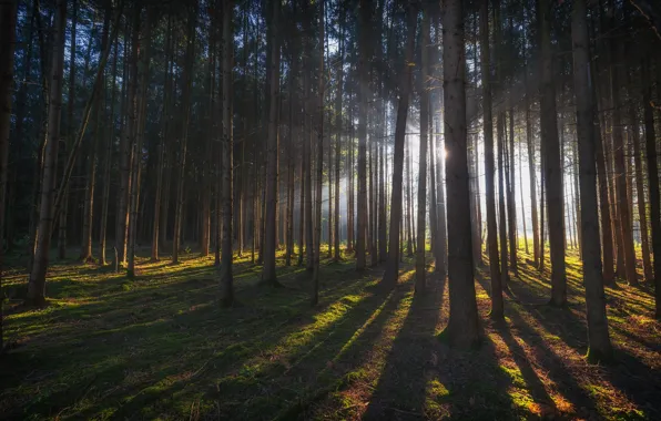 Forest, the sun, rays, trees, pine, Bor