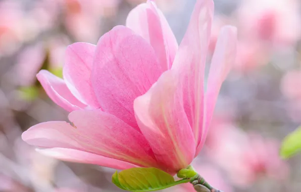 Wallpaper macro, trees, spring, petals, Magnolia