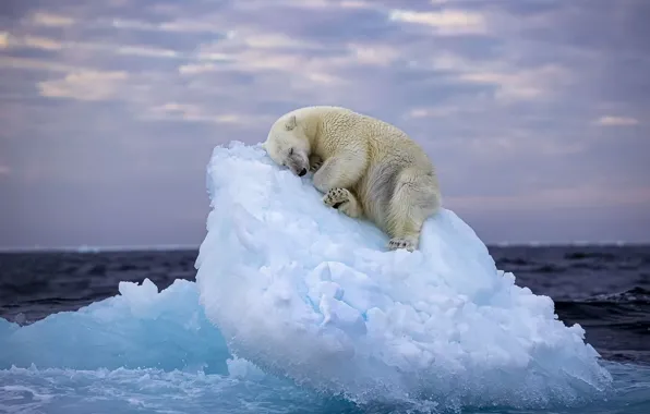 Sea, ice, bear