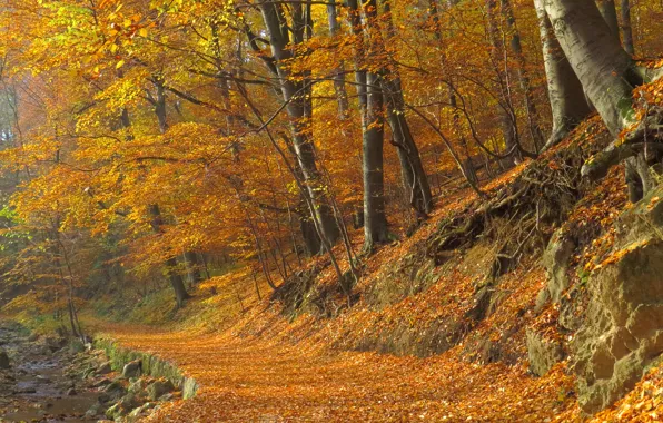 Forest, Autumn, leaves, fall, autumn, trail, path, foliage