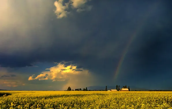 Field, summer, the sky, clouds, light, trees, flowers, clouds