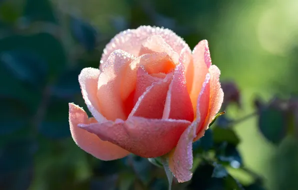 Picture flower, water, drops, nature, rose, bokeh, flora