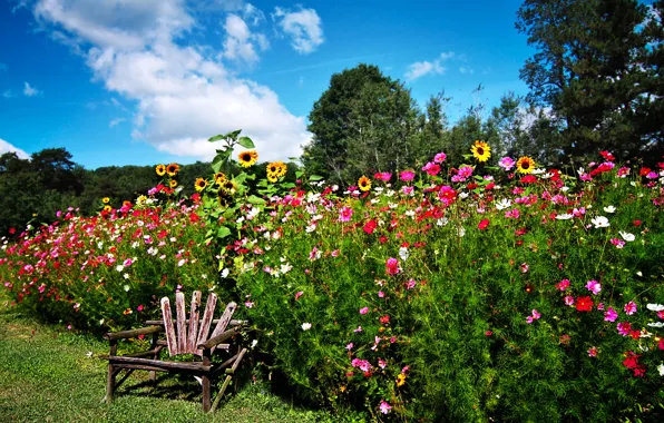 Picture grass, trees, sunflowers, flowers, garden, chair, the bushes, kosmeya