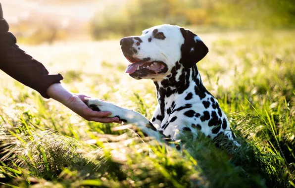 Paw, dog, Dalmatians
