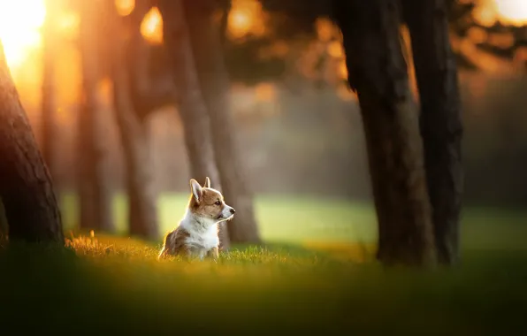 Summer, nature, dog