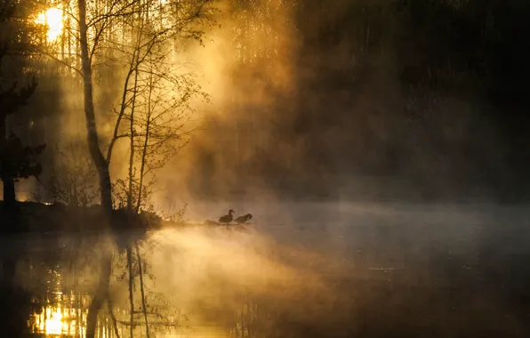 Picture forest, trees, birds, fog, river, dawn, morning