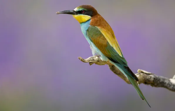 Picture bird, branch, European bee-eater