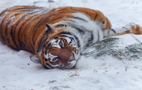 Picture winter, look, snow, nature, tiger, pose, animal, predator