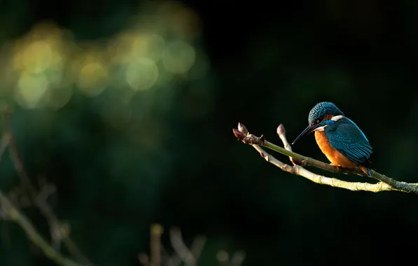 Light, branches, the dark background, bird, bokeh, Kingfisher