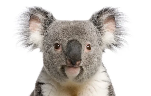 Face, bear, bear, Koala