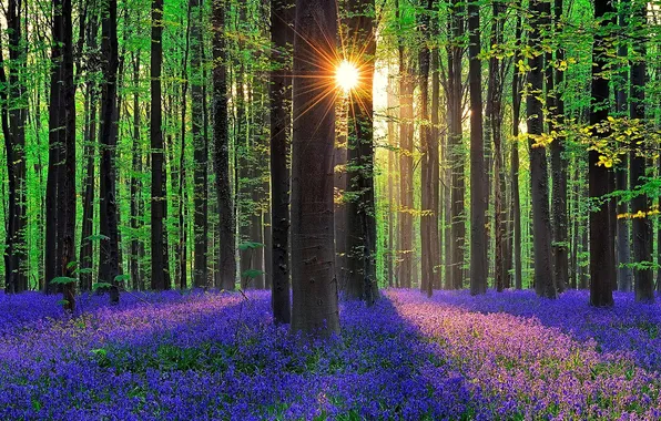 Forest, grass, the sun, rays, trees, flowers