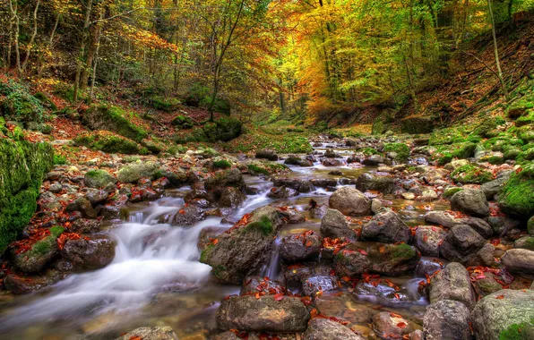 Picture autumn, forest, river, stones