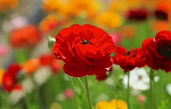 Picture field, flower, flowers, red, Mac