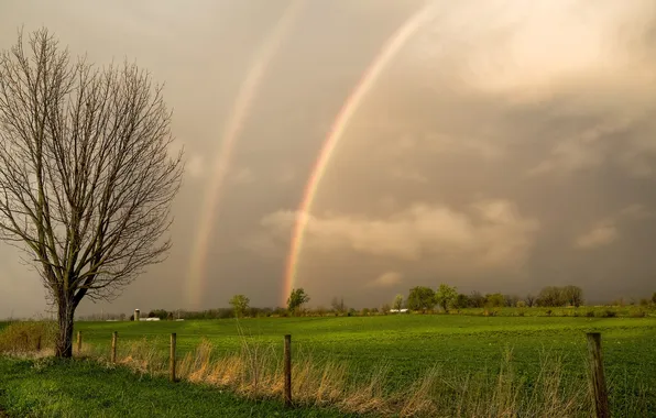 Field, tree, the fence, rainbow