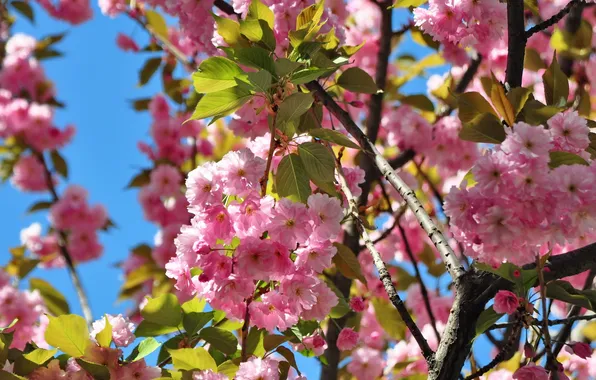 Picture flowers, nature, Sakura