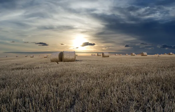 Field, summer, sunset, hay