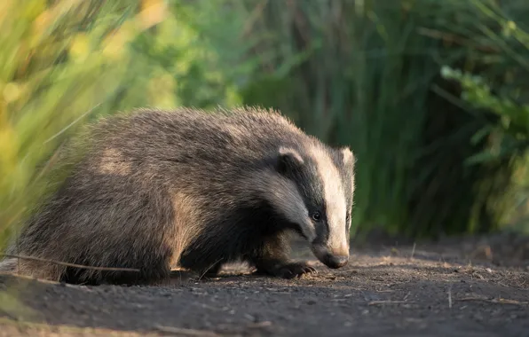 Picture grass, light, nature, pose, track, bokeh, badger