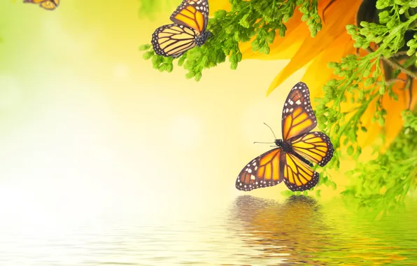 Water, fog, plant, color, moth, Babicka