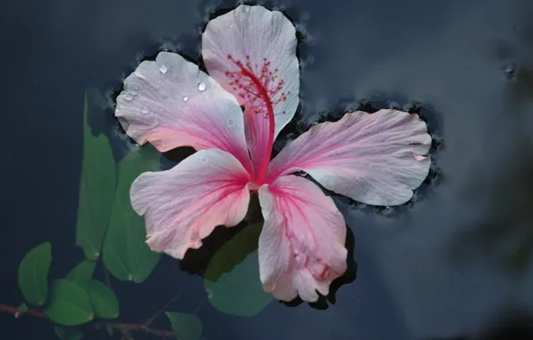 Picture leaves, water, Flower
