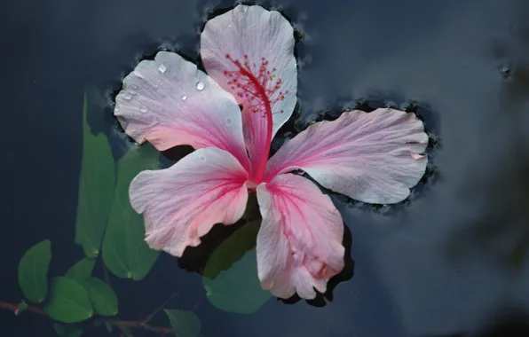 Leaves, water, Flower